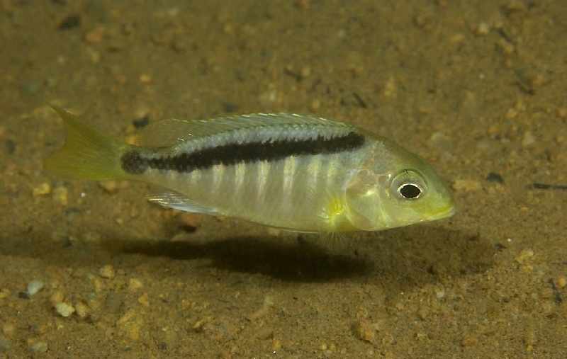 Mylochromis sp. 'sphaerodon nkhomo' Nkhomo Reef